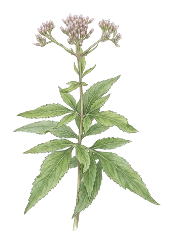 Eupatorium cannabinum