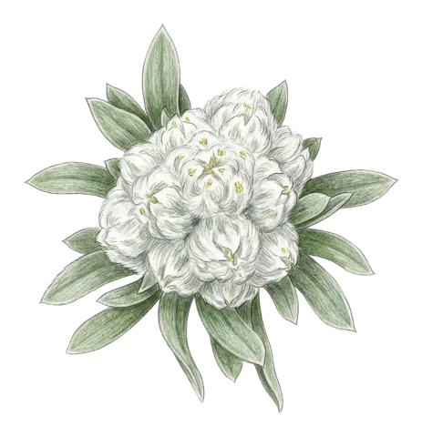 Filago griffithii