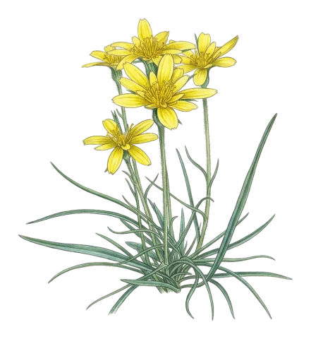 Gelasia ramosissima