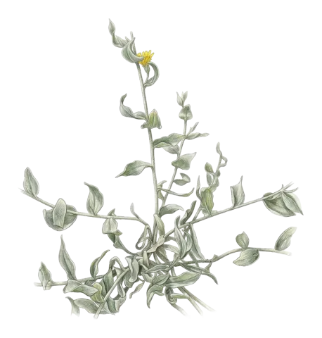 Gelasia veratrifolia