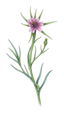 Geropogon hybridus