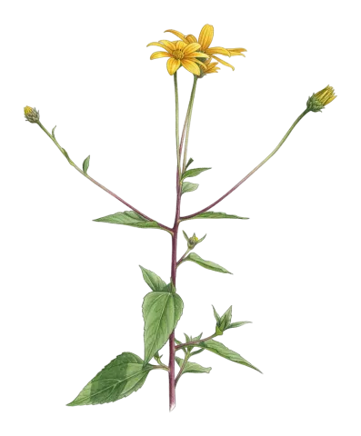 Helianthus tuberosus