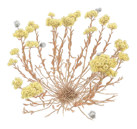 Helichrysum arenarium