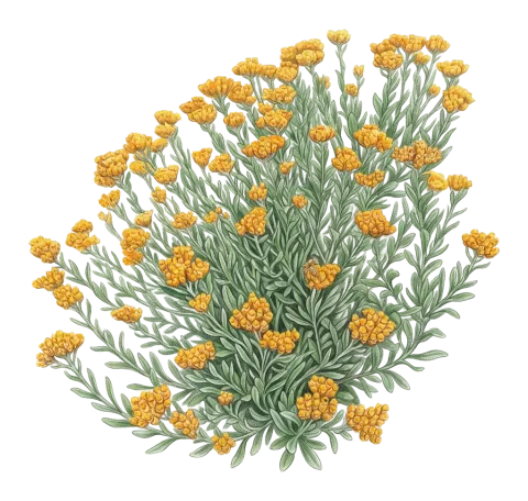 Helichrysum armenium