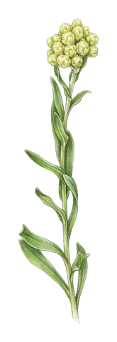 Helichrysum plicatum