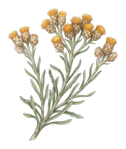 Helichrysum psychrophilum