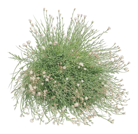 Hirtellina kurdica