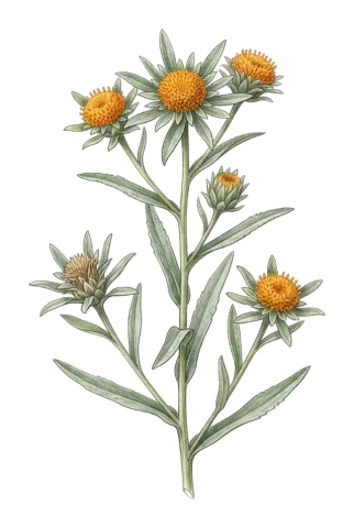 Inula inuloides
