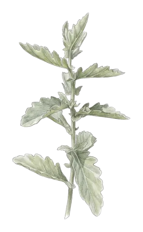 Jacobaea mollis