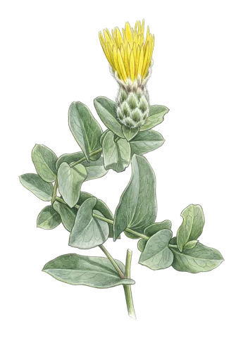 Klasea cerinthifolia