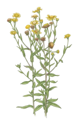 Pulicaria dysenterica
