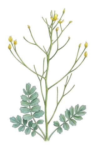 Bongardia chrysogonum