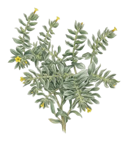 Alkanna trichophila