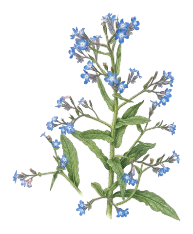 Anchusa azurea