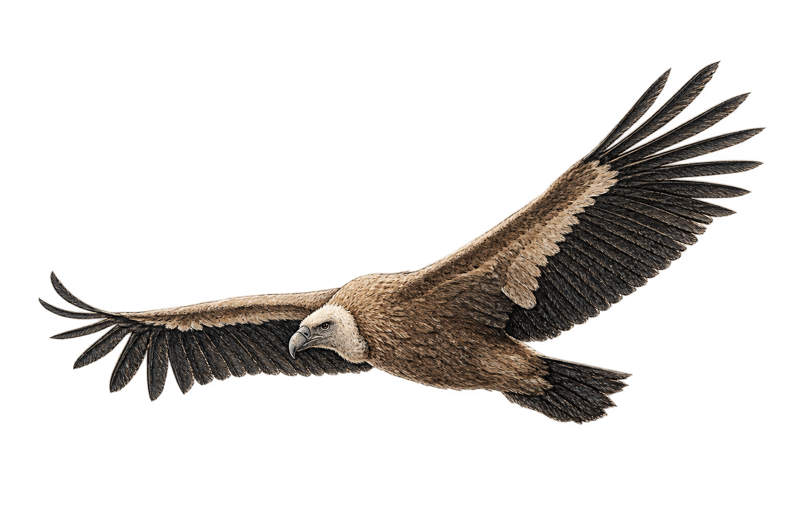 Eurasian Griffon Vulture