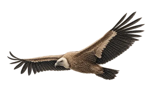 Eurasian Griffon Vulture