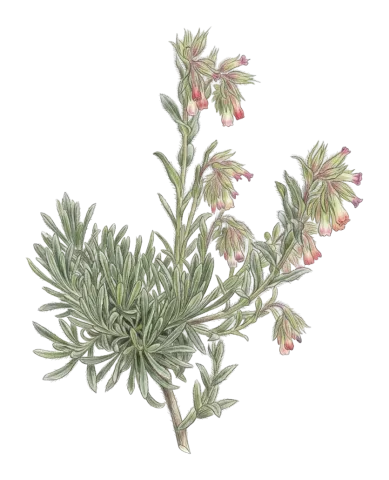 Onosma alborosea