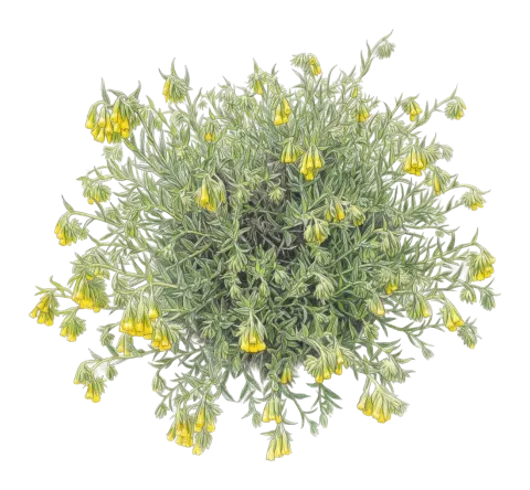 خیارۆک، شیرانۆک