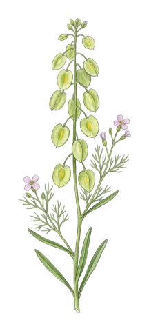 Isatis glastifolia
