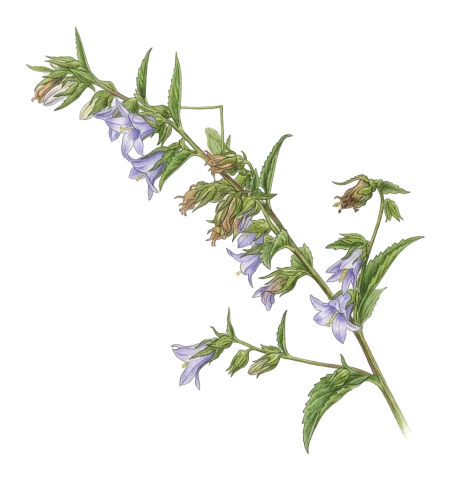 Campanula sclerotricha