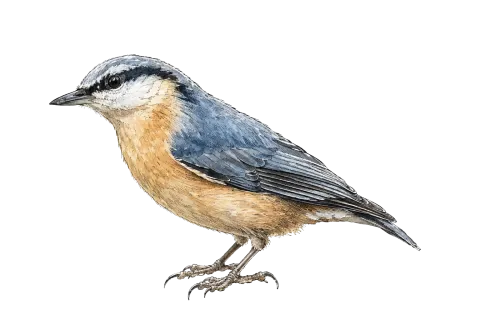 Eurasian Nuthatch