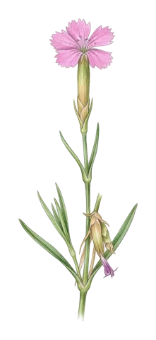 Dianthus strictus