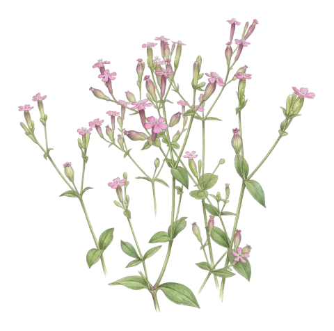 Silene atocioides