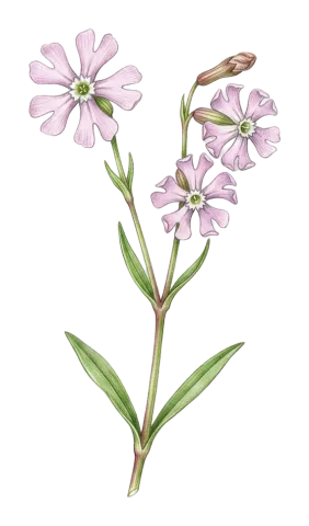 Silene colorata
