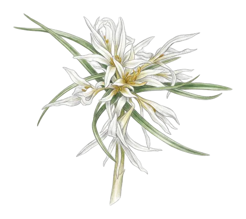 Colchicum crocifolium