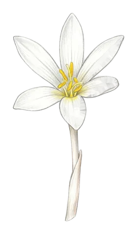 Colchicum kotschyi