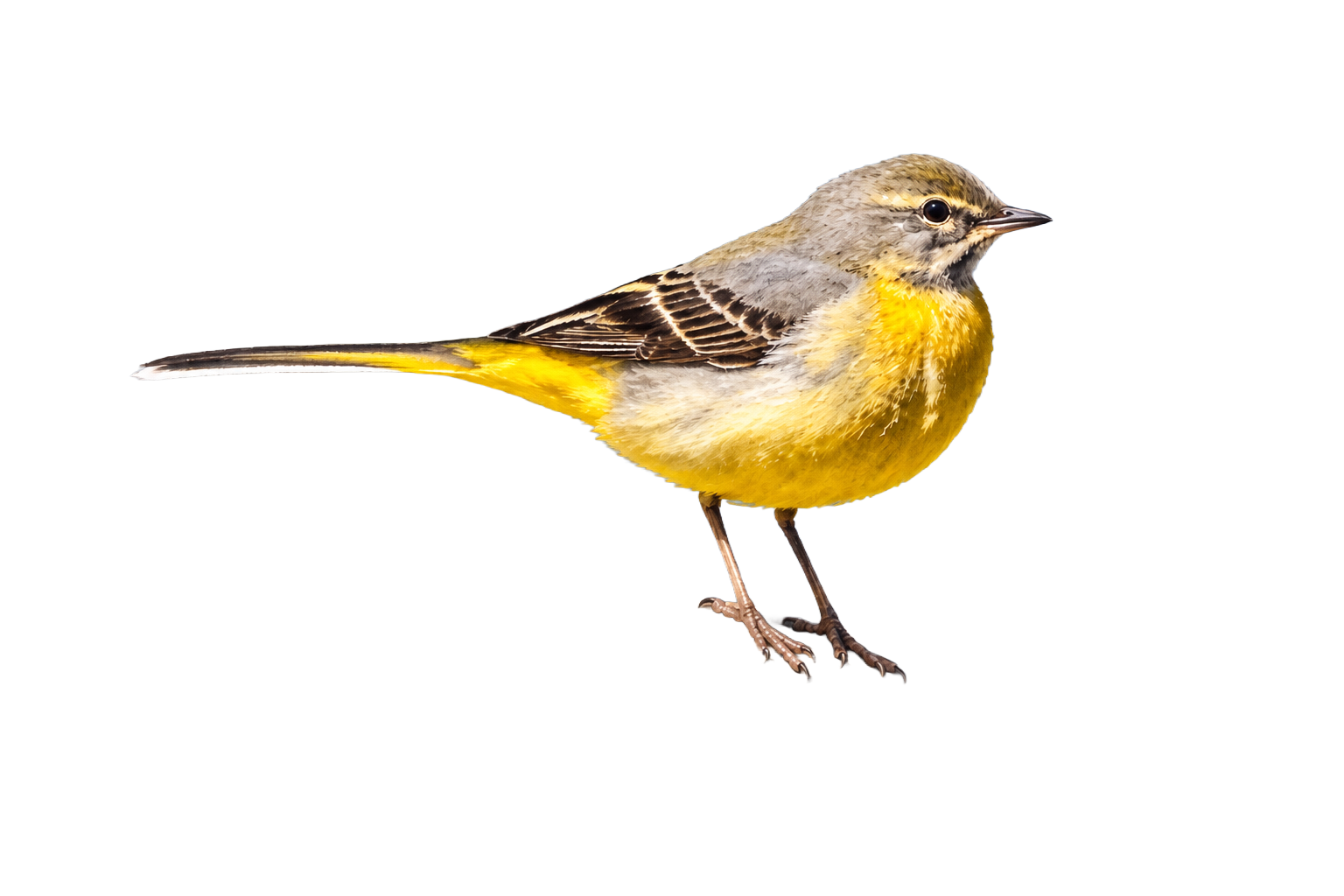 Grey Wagtail