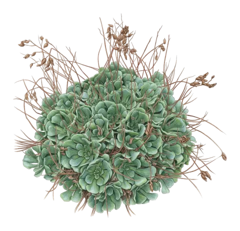 Rosularia sempervivum