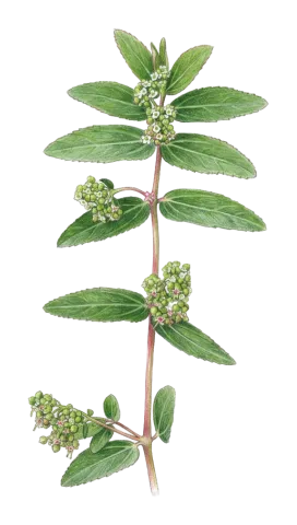 Euphorbia hypericifolia
