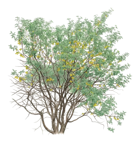 Anagyris foetida