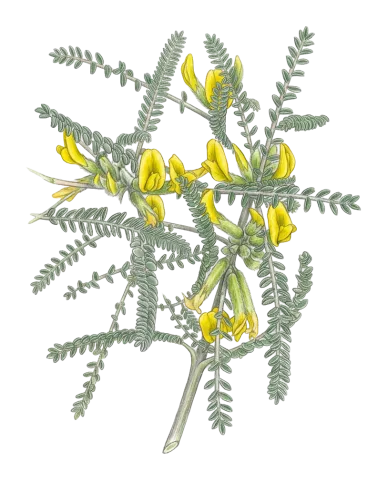 Astragalus dactylocarpus