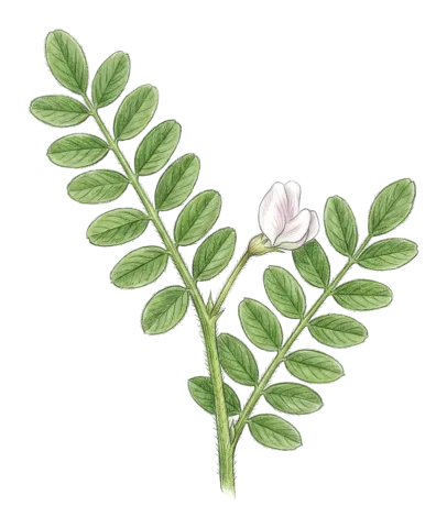 Astragalus hamosus