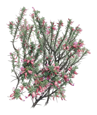 Astragalus russellii