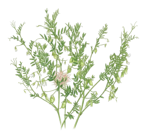 Vicia orientalis