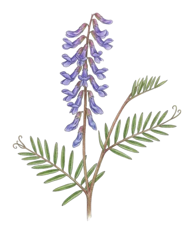 Vicia tenuifolia