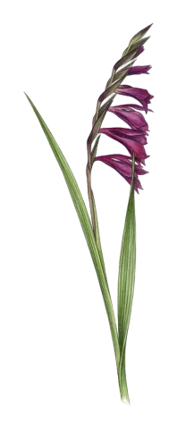 Gladiolus italicus