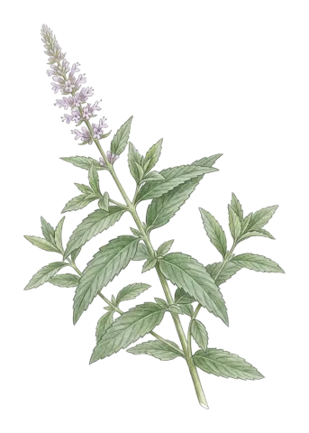 Mentha longifolia