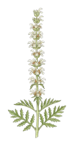 Phlomoides laevigata