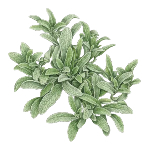 Sideritis libanotica