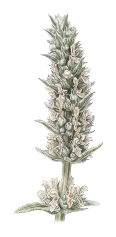 Stachys cretica