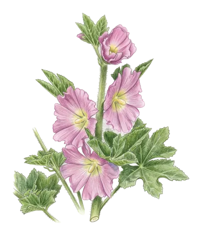 Alcea kurdica
