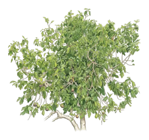 هه نجیر