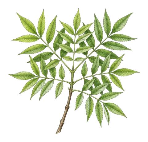 Fraxinus angustifolia