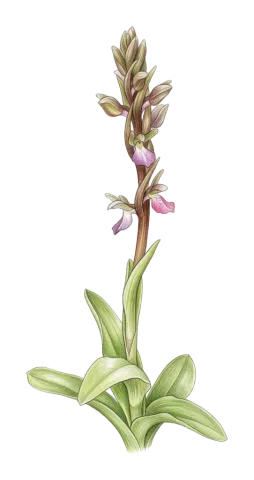 Anacamptis collina