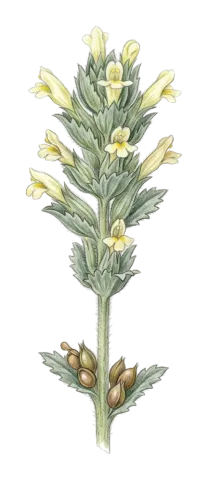 Parentucellia flaviflora