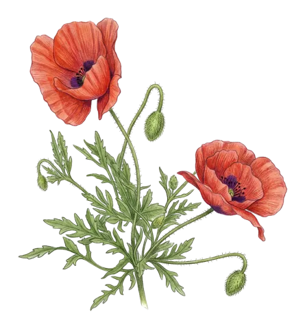 Papaver rhoeas
